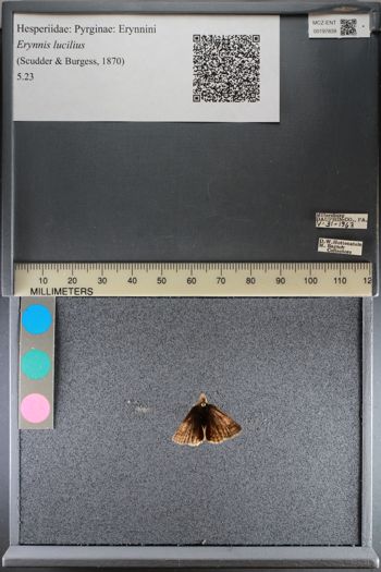 Media type: image;   Entomology 197839